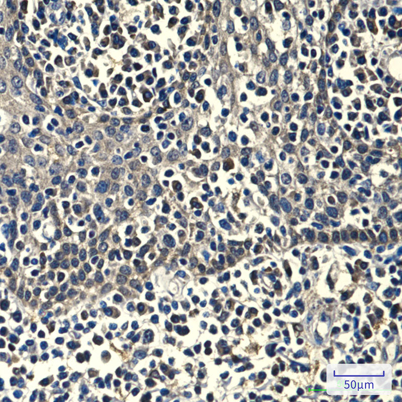 Anti-Peroxiredoxin 1 (6A6) Mouse Monoclonal Antibody