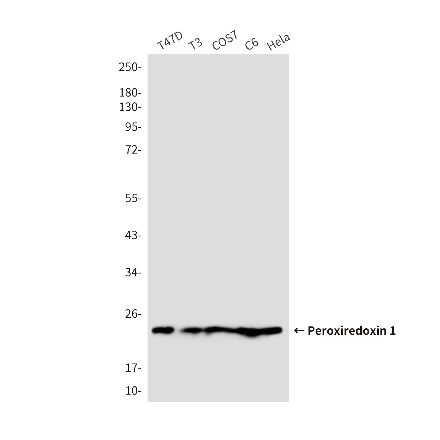 Anti-Peroxiredoxin 1 (6A6) Mouse Monoclonal Antibody