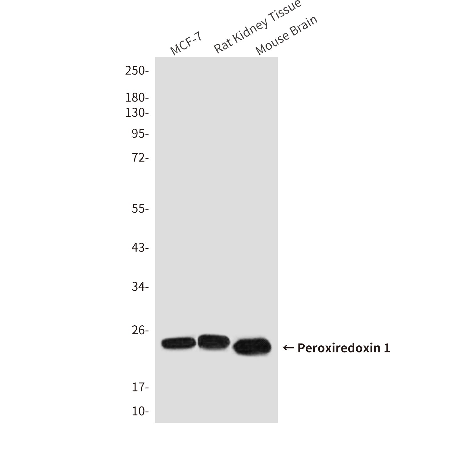 Anti-Peroxiredoxin 1 (6A6) Mouse Monoclonal Antibody