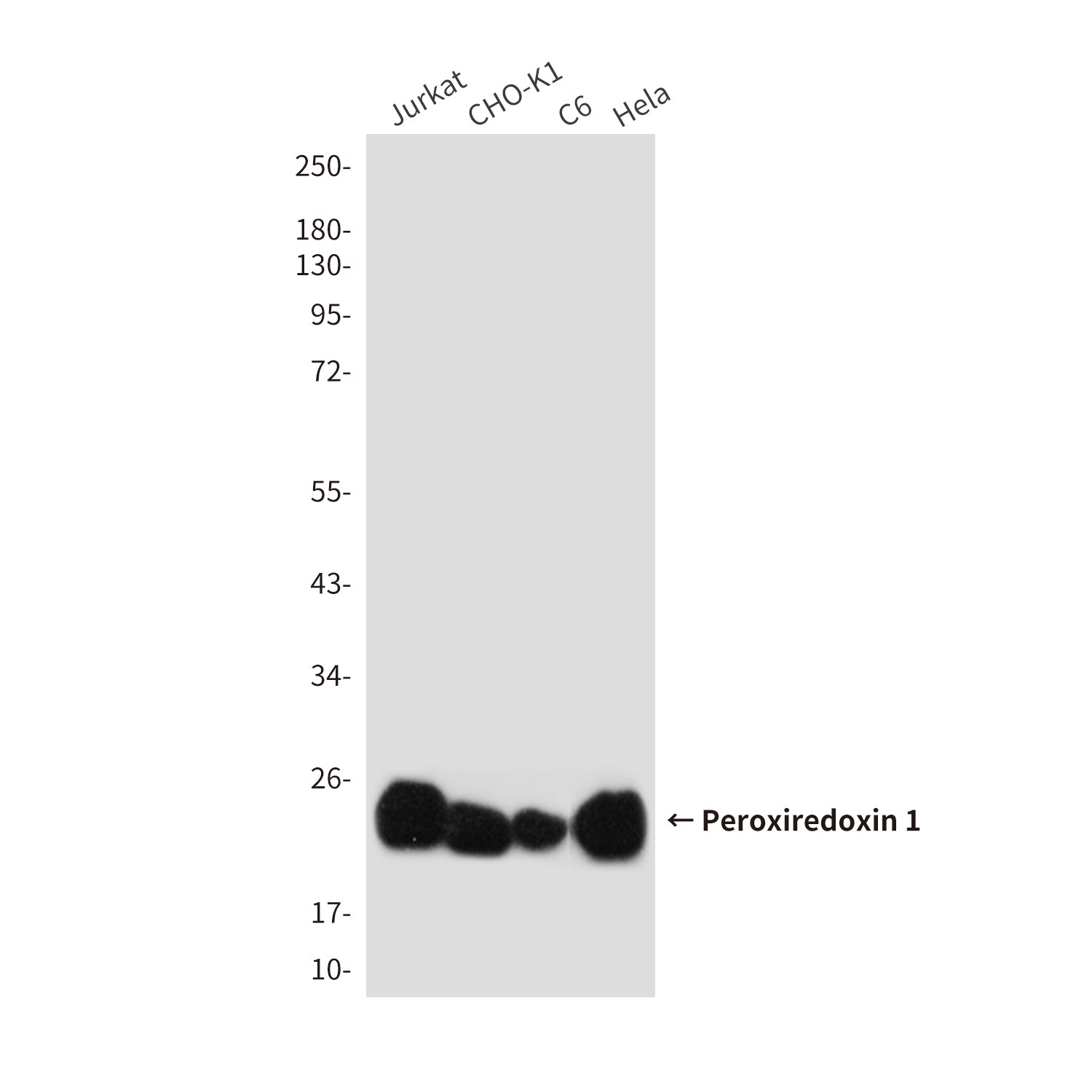 Anti-Peroxiredoxin 1 (6A6) Mouse Monoclonal Antibody