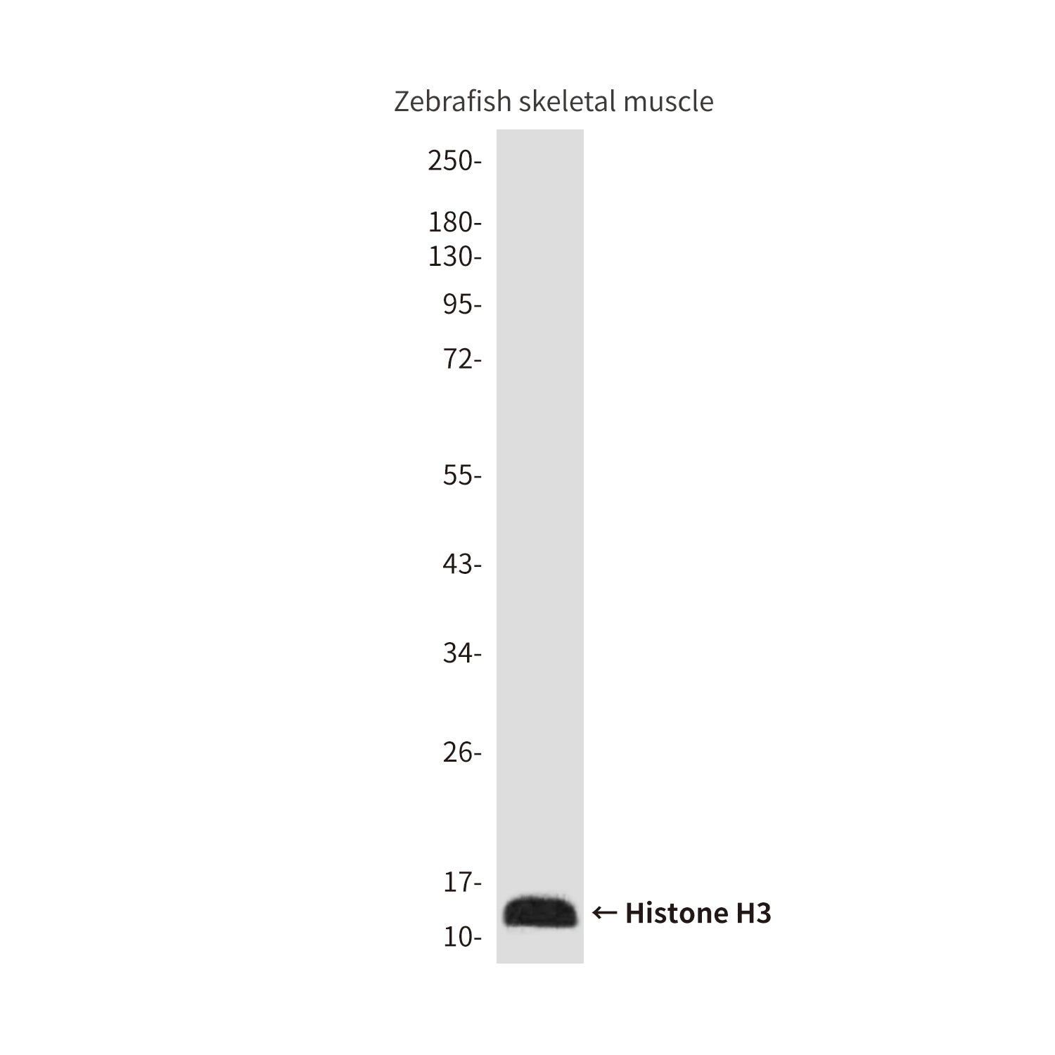 Anti-Histone H3 (Zebrafish Specific) (2C4) Mouse Monoclonal Antibody