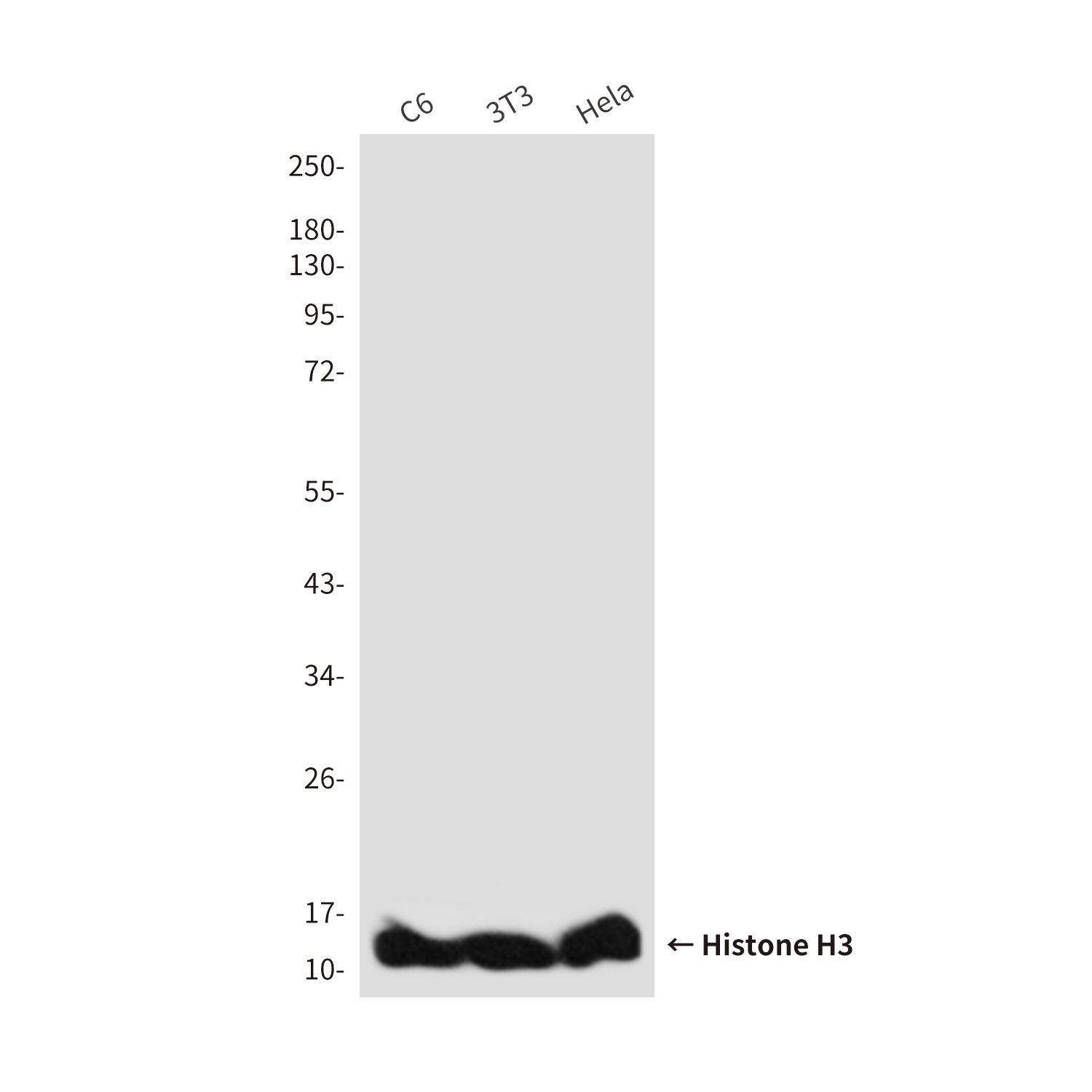 Anti-Histone H3 (Zebrafish Specific) (2C4) Mouse Monoclonal Antibody