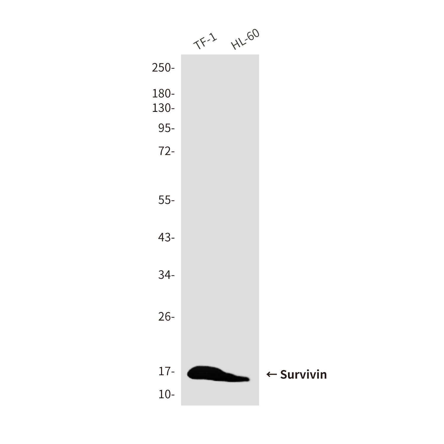 Anti-Survivin (8B9) Mouse Monoclonal Antibody