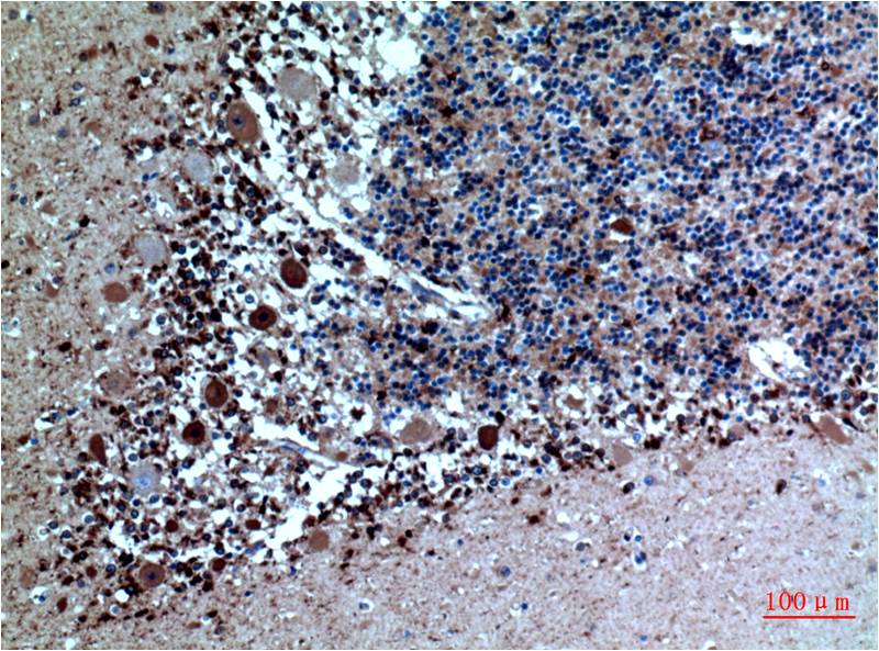 Anti-Cystatin C (6A4) Mouse Monoclonal Antibody