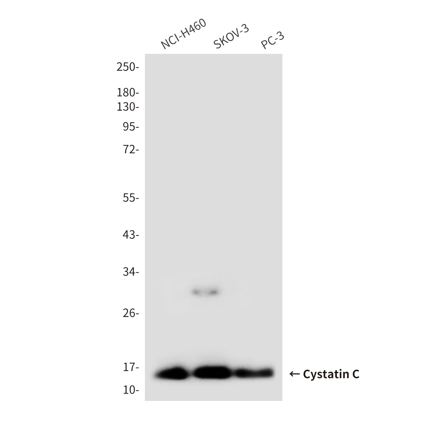 Anti-Cystatin C (6A4) Mouse Monoclonal Antibody