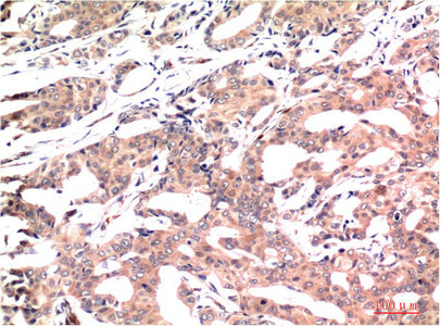 Anti-GSK3 beta (9F9) Mouse Monoclonal Antibody