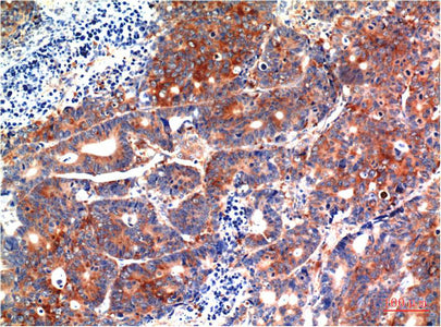 Anti-GSK3 beta (9F9) Mouse Monoclonal Antibody
