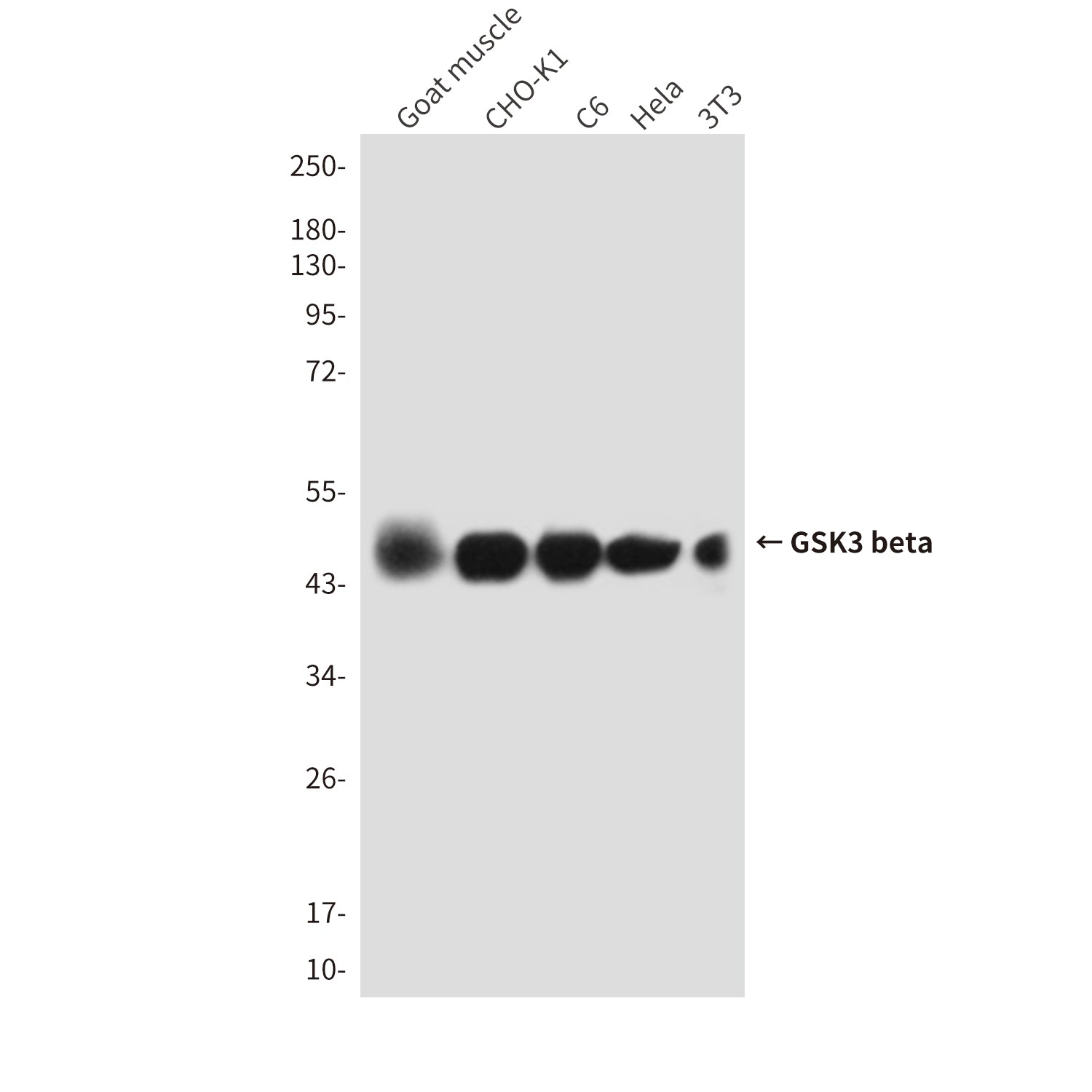 Anti-GSK3 beta (9F9) Mouse Monoclonal Antibody