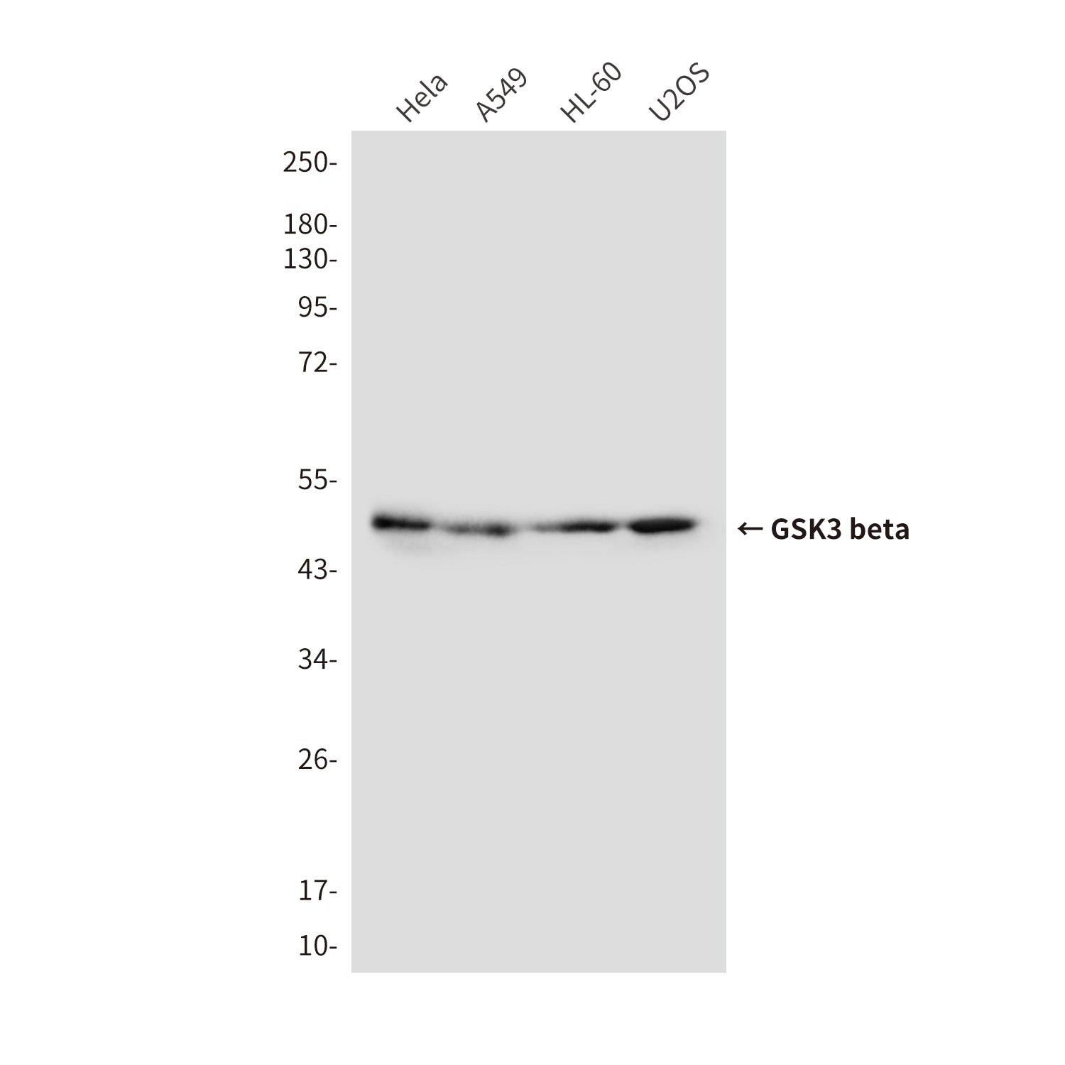 Anti-GSK3 beta (9F9) Mouse Monoclonal Antibody