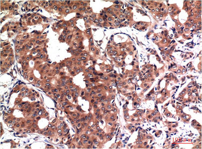 Anti-GSK3 beta (4C4) Mouse Monoclonal Antibody