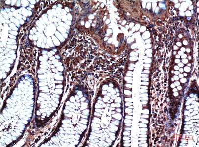 Anti-GSK3 beta (4C4) Mouse Monoclonal Antibody
