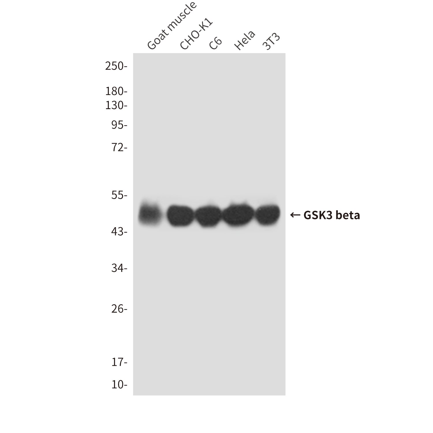 Anti-GSK3 beta (4C4) Mouse Monoclonal Antibody