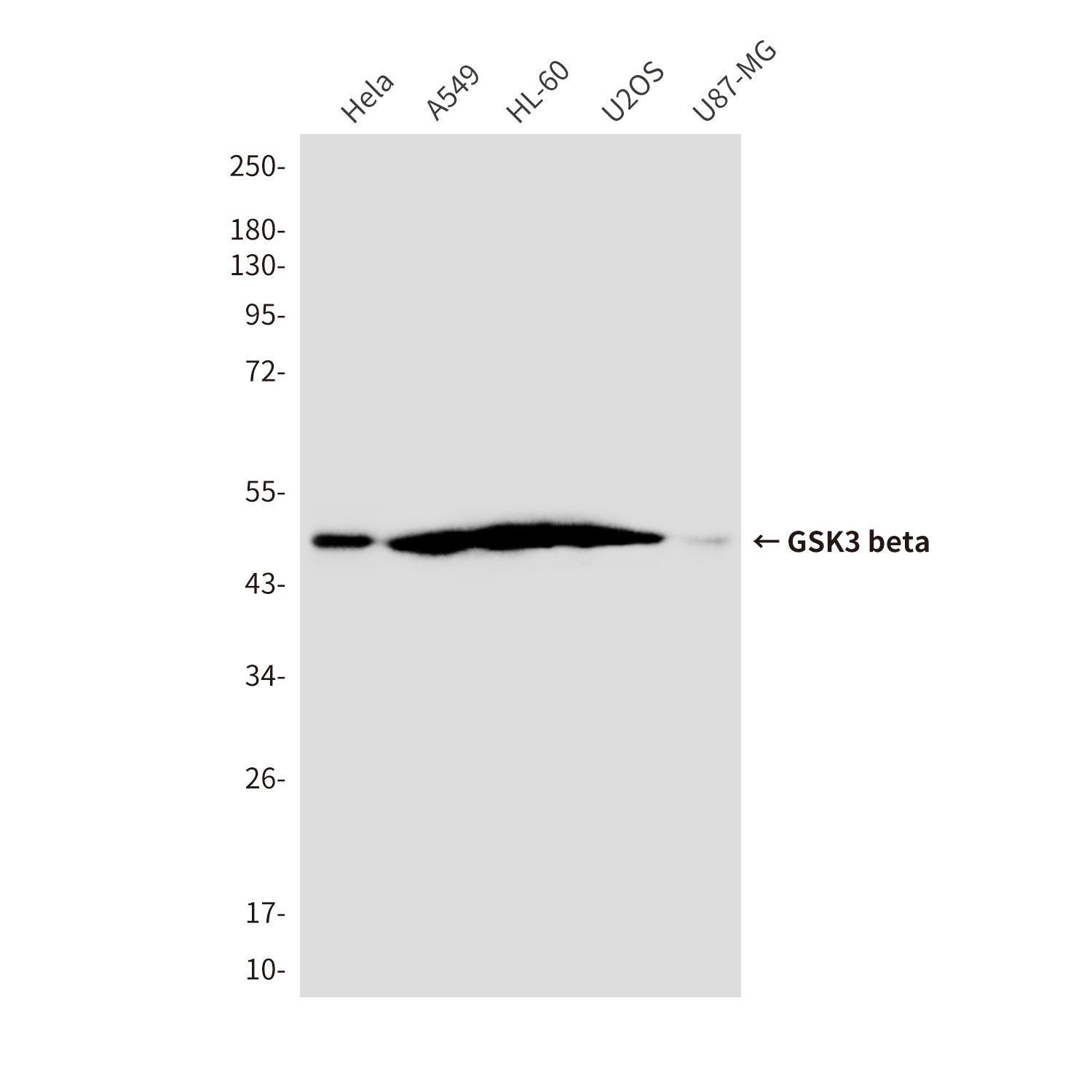 Anti-GSK3 beta (4C4) Mouse Monoclonal Antibody
