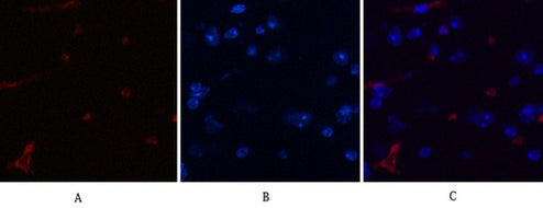 Anti-DDIT3 (7G7) Mouse Monoclonal Antibody