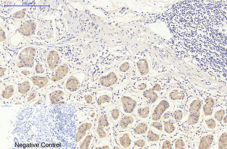 Anti-DDIT3 (7G7) Mouse Monoclonal Antibody
