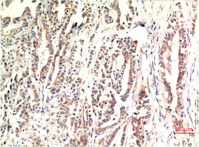 Anti-DDIT3 (7G7) Mouse Monoclonal Antibody