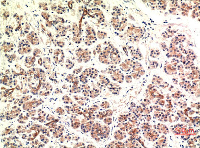Anti-DDIT3 (7G7) Mouse Monoclonal Antibody