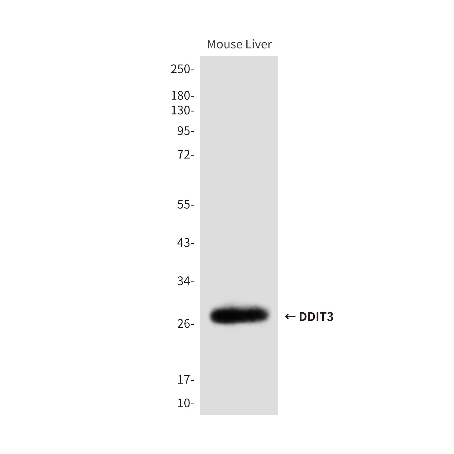 Anti-DDIT3 (7G7) Mouse Monoclonal Antibody