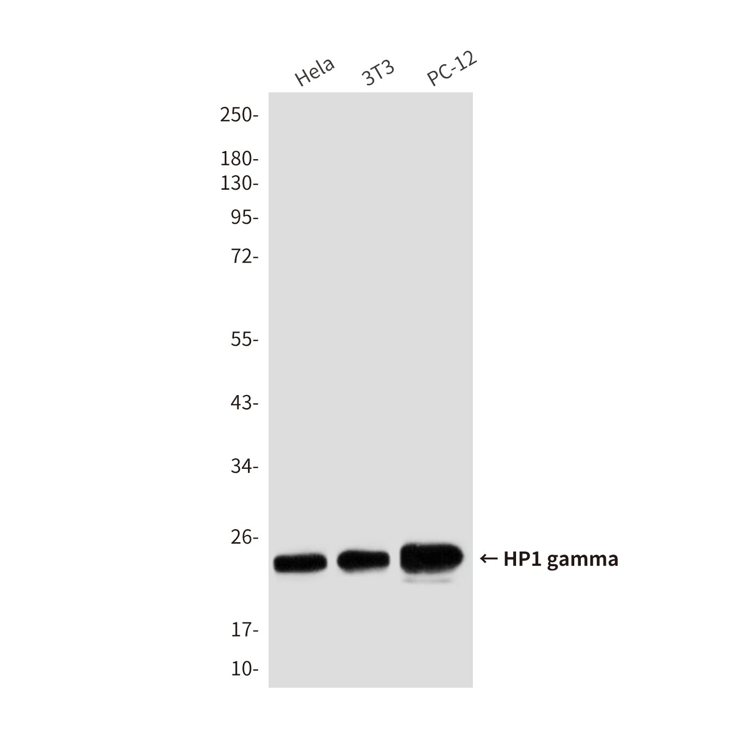 Anti-HP1 gamma (6D7) Mouse Monoclonal Antibody