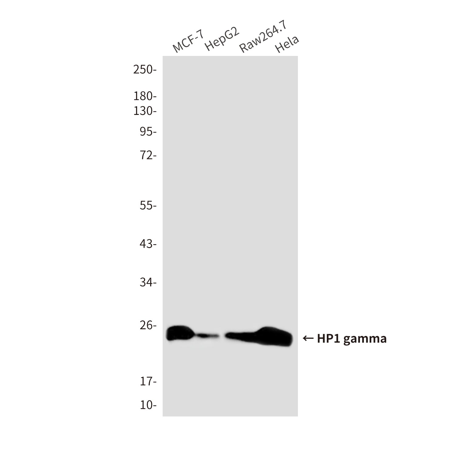 Anti-HP1 gamma (6D7) Mouse Monoclonal Antibody