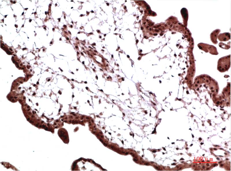 Anti-HP1 gamma (6D8) Mouse Monoclonal Antibody