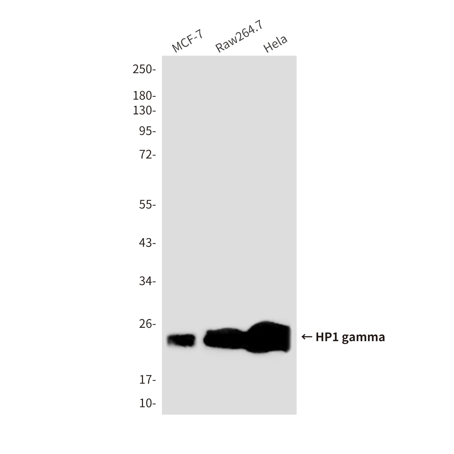 Anti-HP1 gamma (6D8) Mouse Monoclonal Antibody