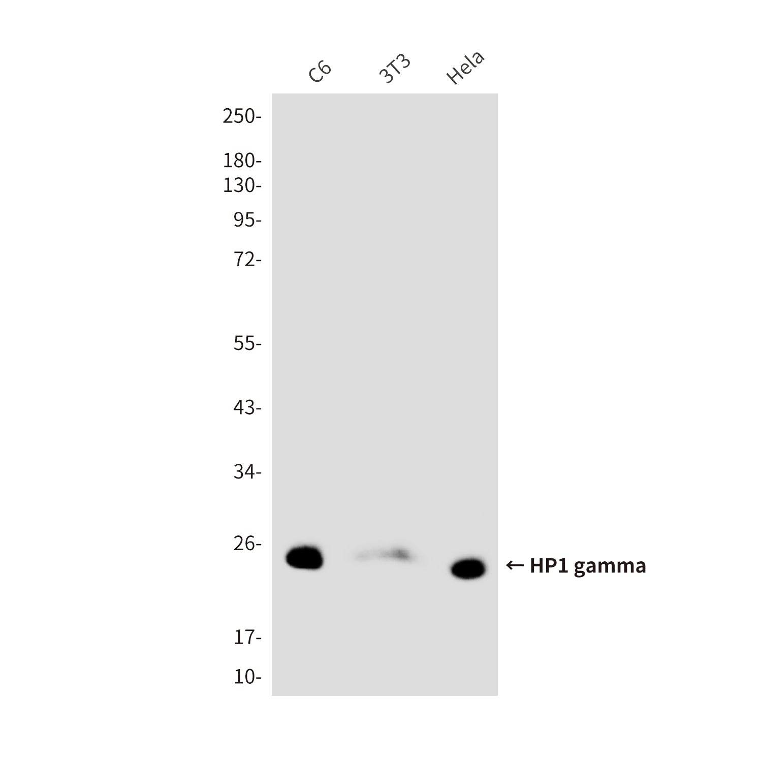 Anti-HP1 gamma (6D8) Mouse Monoclonal Antibody