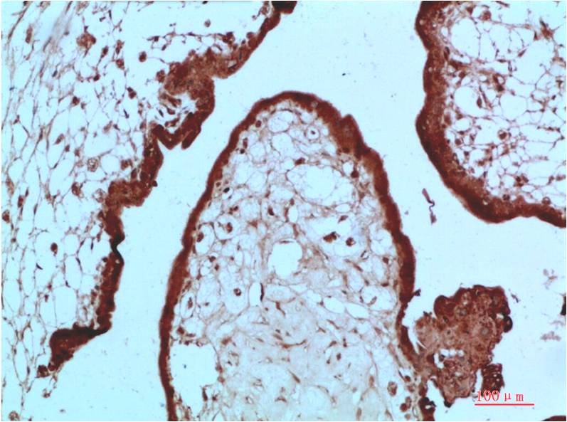 Anti-HP1 alpha (1E8) Mouse Monoclonal Antibody