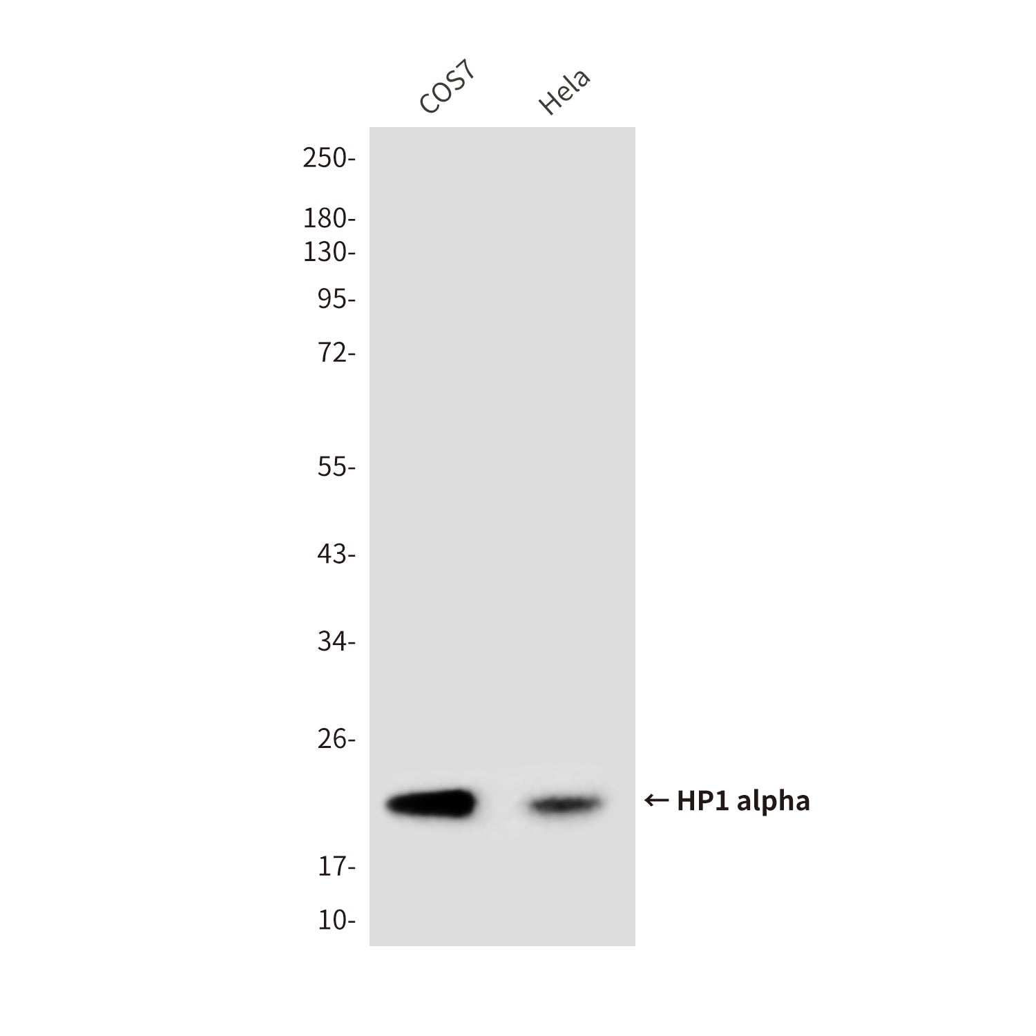 Anti-HP1 alpha (1E8) Mouse Monoclonal Antibody