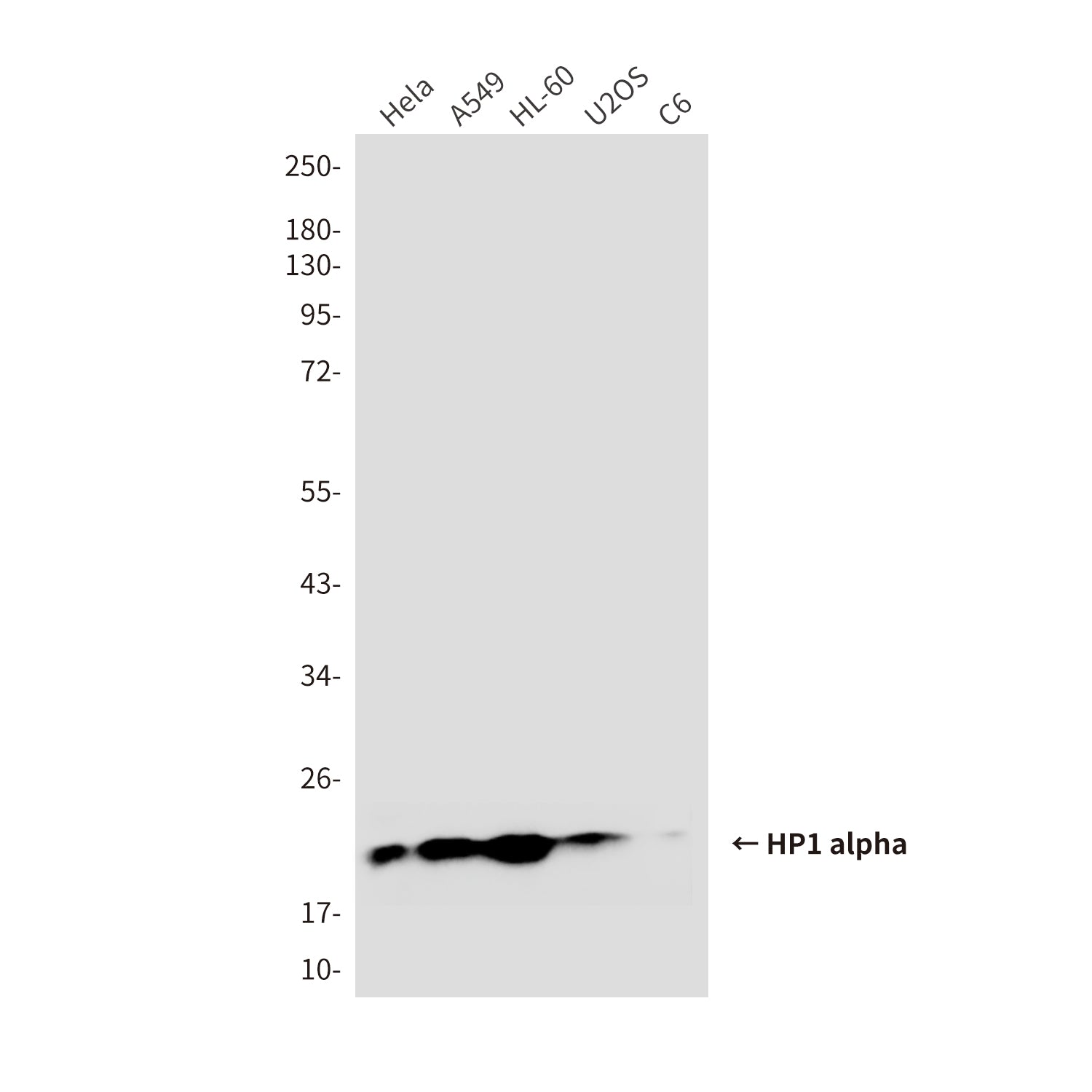Anti-HP1 alpha (1E8) Mouse Monoclonal Antibody