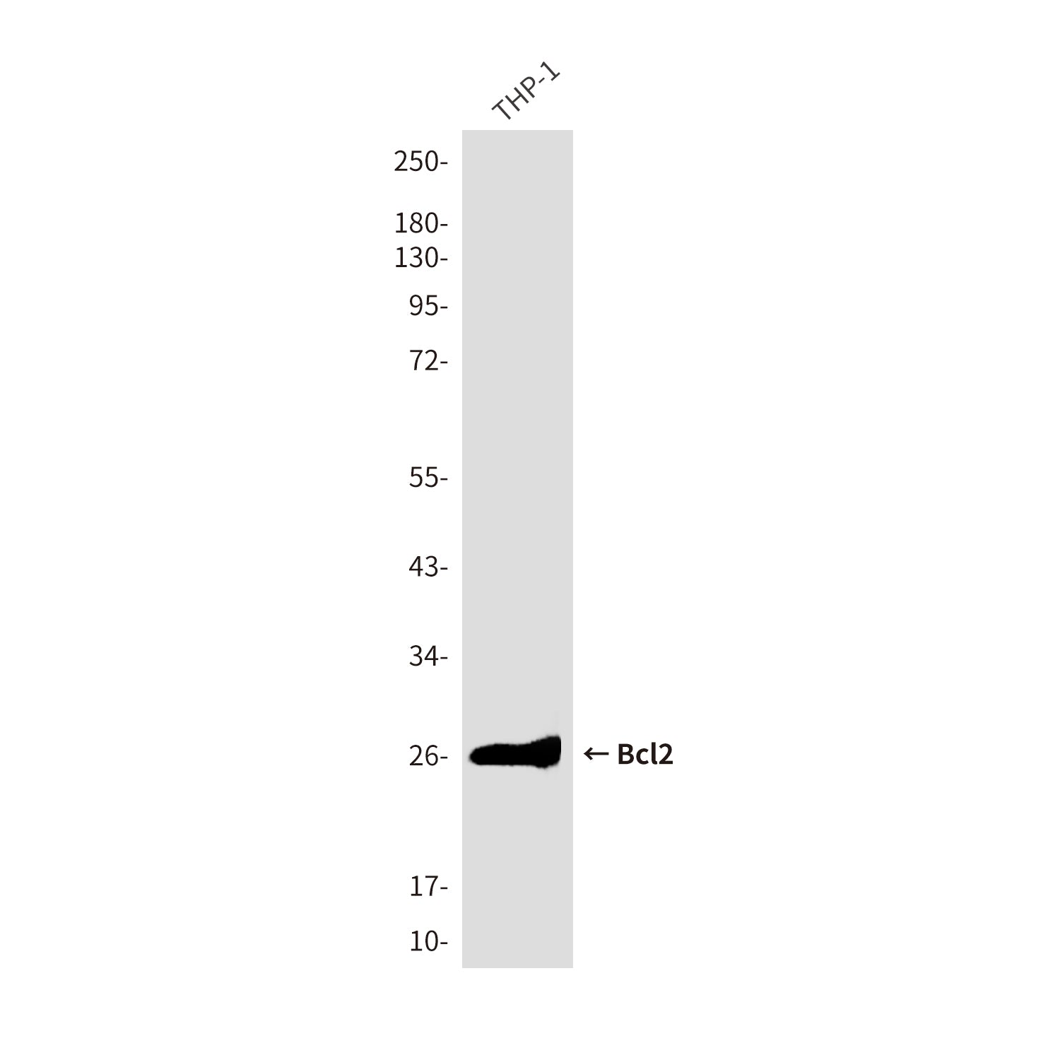 Anti-Bcl2 (1D8) Mouse Monoclonal Antibody