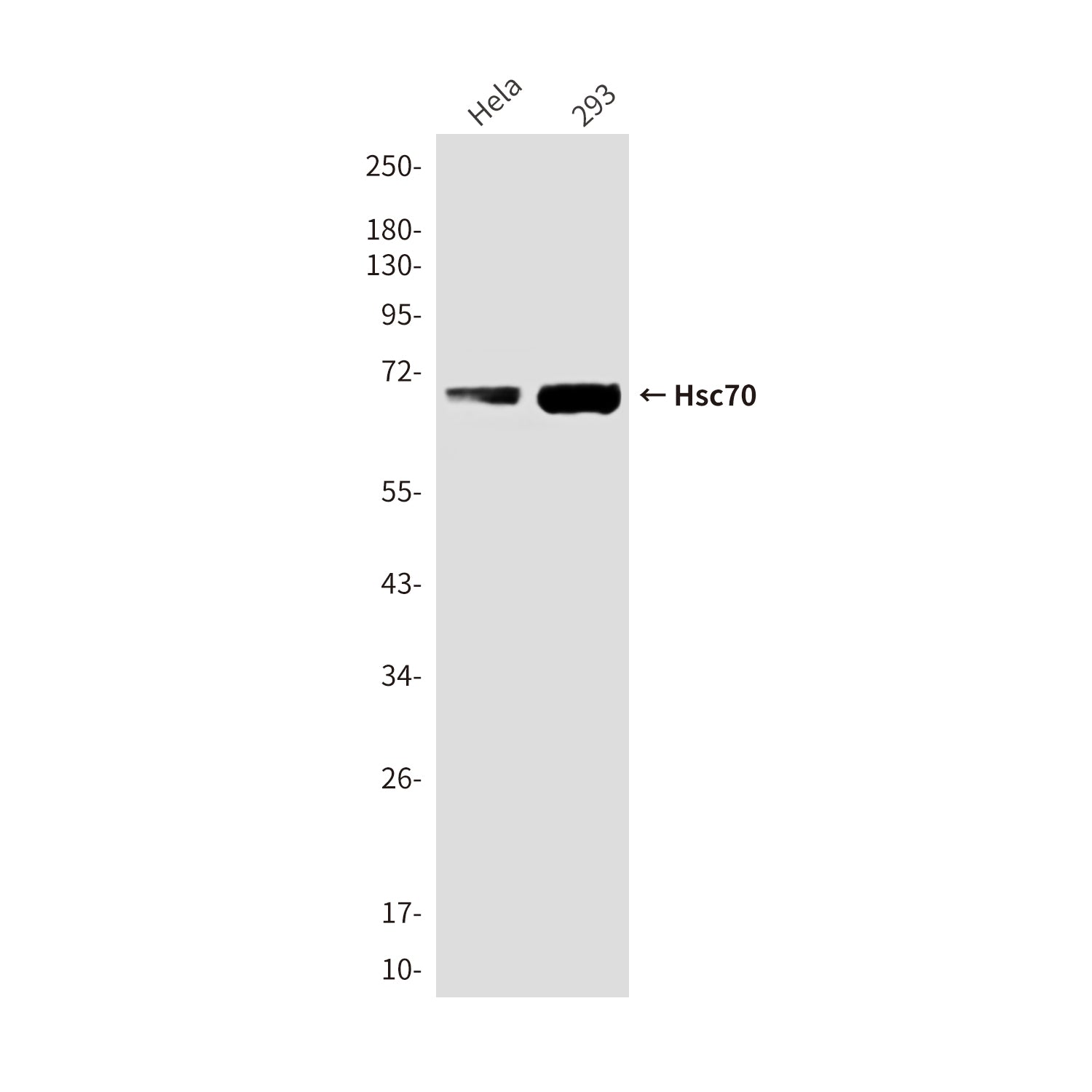 Anti-Hsc70 Mouse Monoclonal Antibody