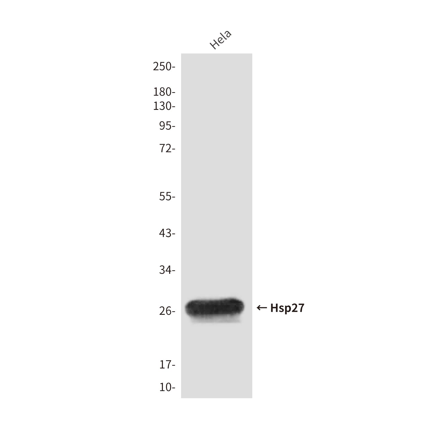 Anti-Hsp27 (9G1) Mouse Monoclonal Antibody