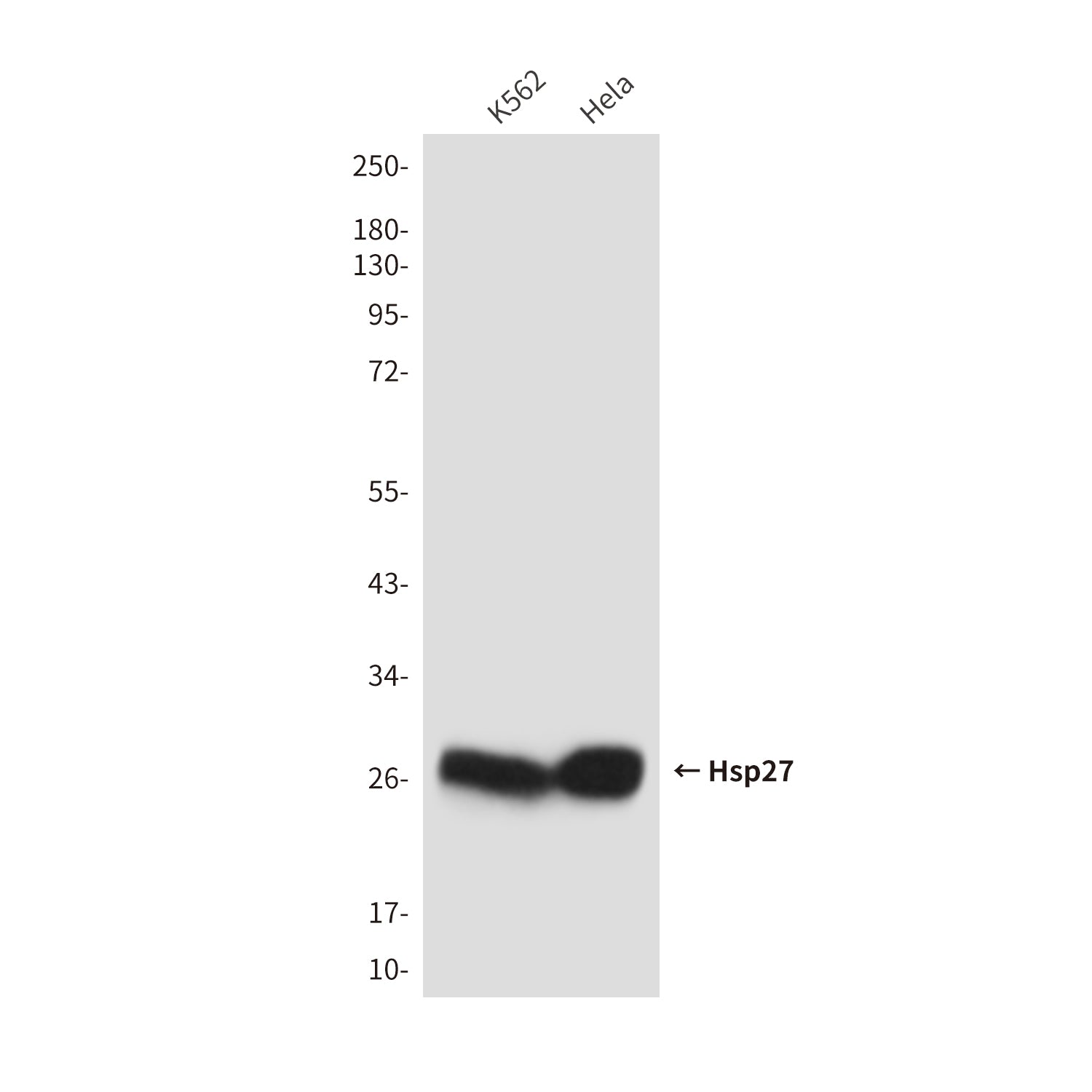 Anti-Hsp27 (9G1) Mouse Monoclonal Antibody