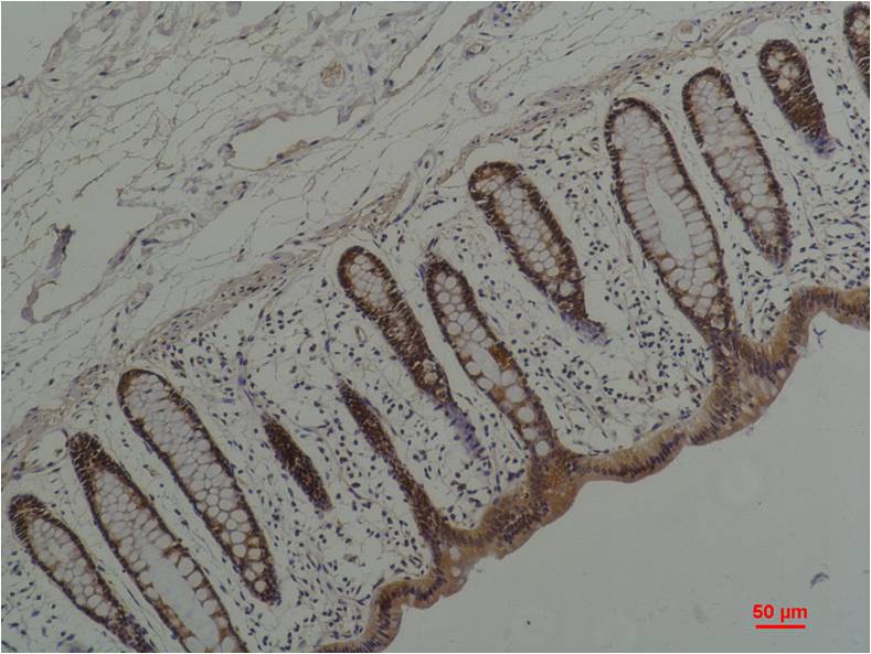 Anti-Hsp90 alpha (5D6) Mouse Monoclonal Antibody