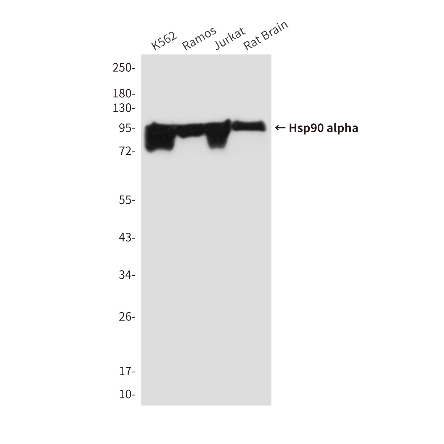 Anti-Hsp90 alpha (5D6) Mouse Monoclonal Antibody