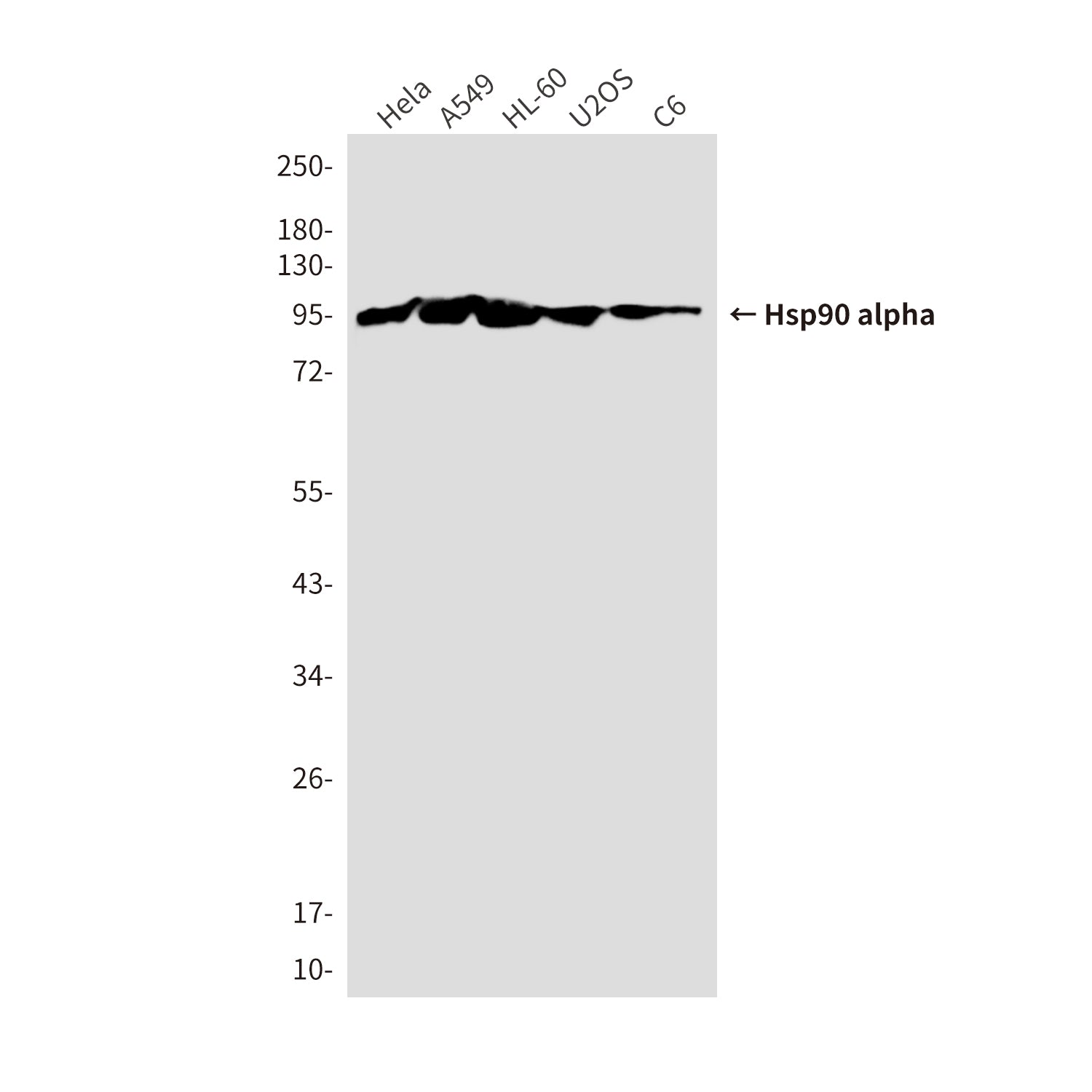 Anti-Hsp90 alpha (5D6) Mouse Monoclonal Antibody