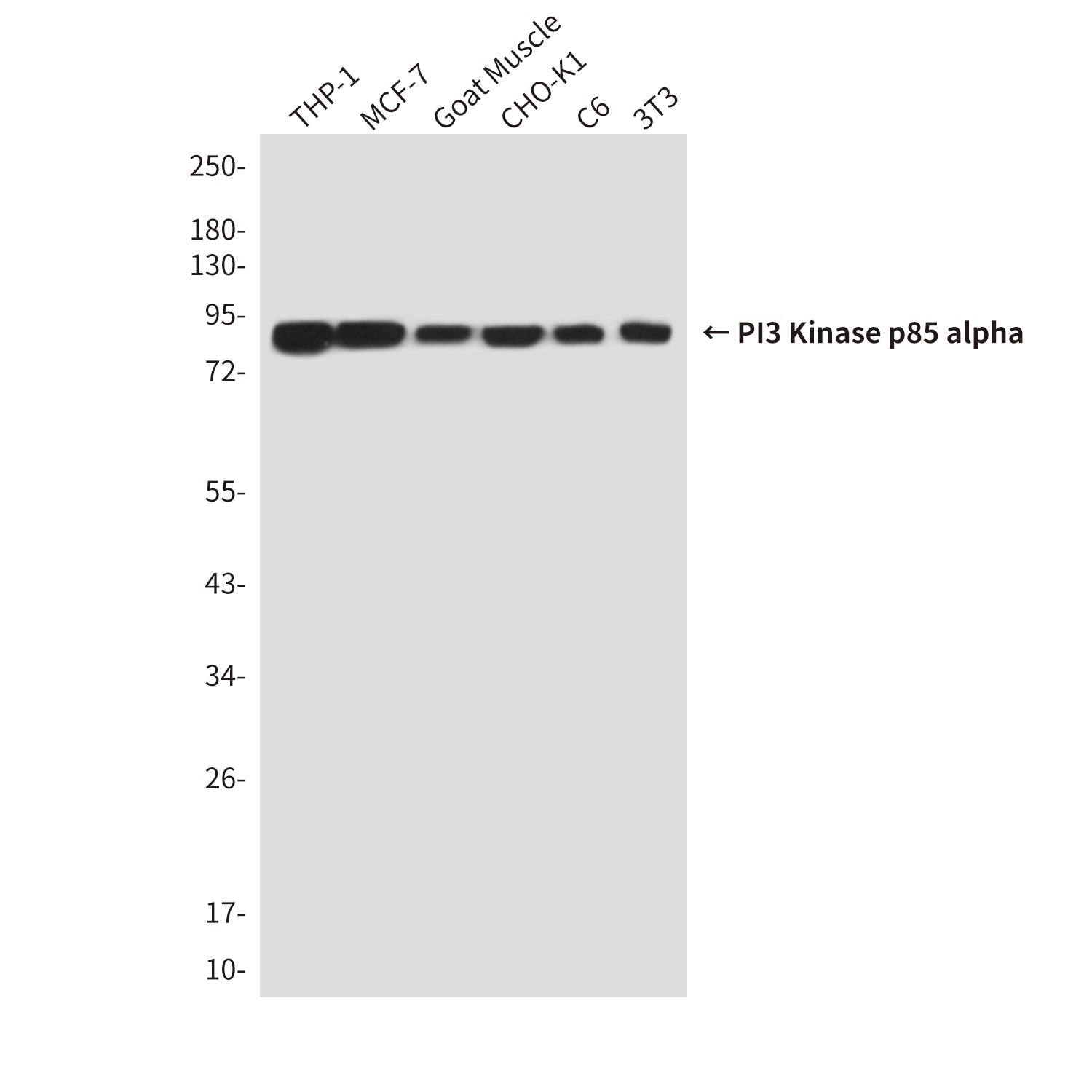 Anti-PI3 Kinase p85 alpha (3H5) Mouse Monoclonal Antibody