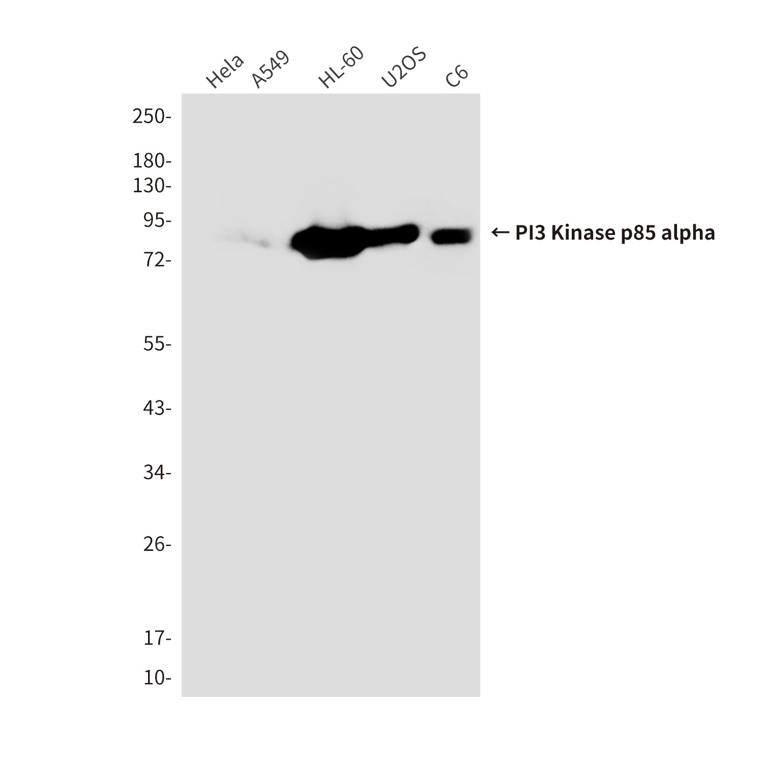 Anti-PI3 Kinase p85 alpha (3H5) Mouse Monoclonal Antibody