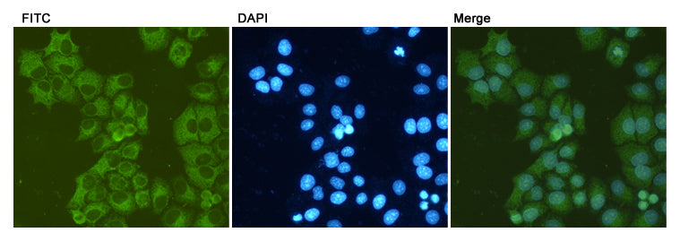 Anti-GRP78 BiP (6H7) Mouse Monoclonal Antibody