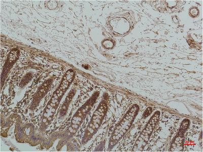 Anti-GRP78 BiP (6H7) Mouse Monoclonal Antibody