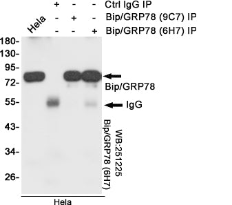 Anti-GRP78 BiP (6H7) Mouse Monoclonal Antibody