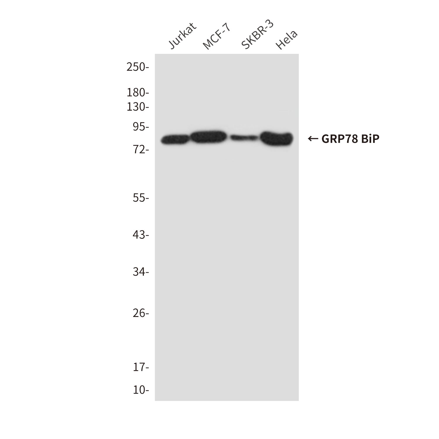 Anti-GRP78 BiP (6H7) Mouse Monoclonal Antibody