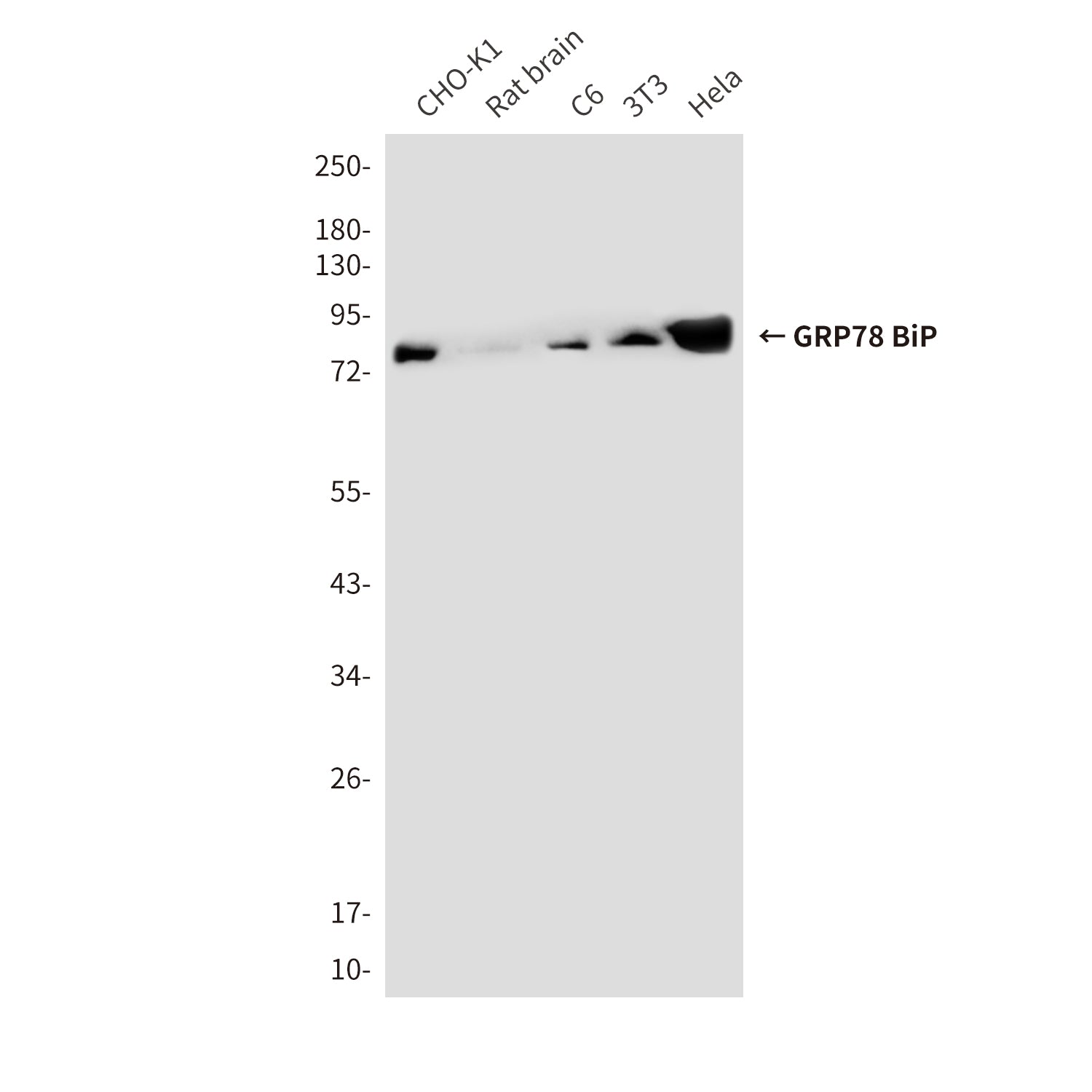 Anti-GRP78 BiP (6H7) Mouse Monoclonal Antibody