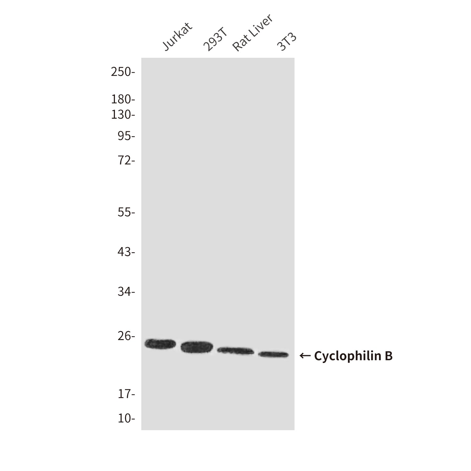 Anti-Cyclophilin B (6H1) Mouse Monoclonal Antibody