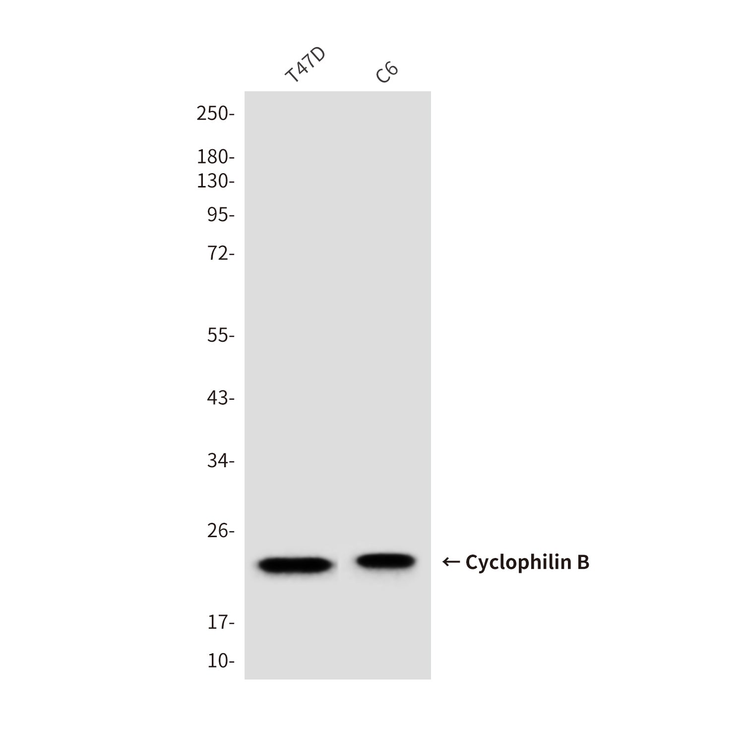 Anti-Cyclophilin B (6H1) Mouse Monoclonal Antibody