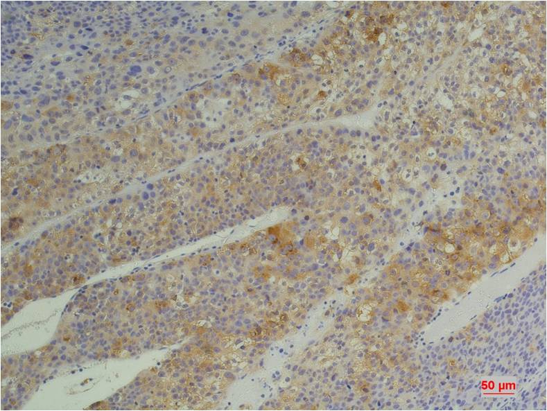 Anti-Cyclophilin B (5F10) Mouse Monoclonal Antibody