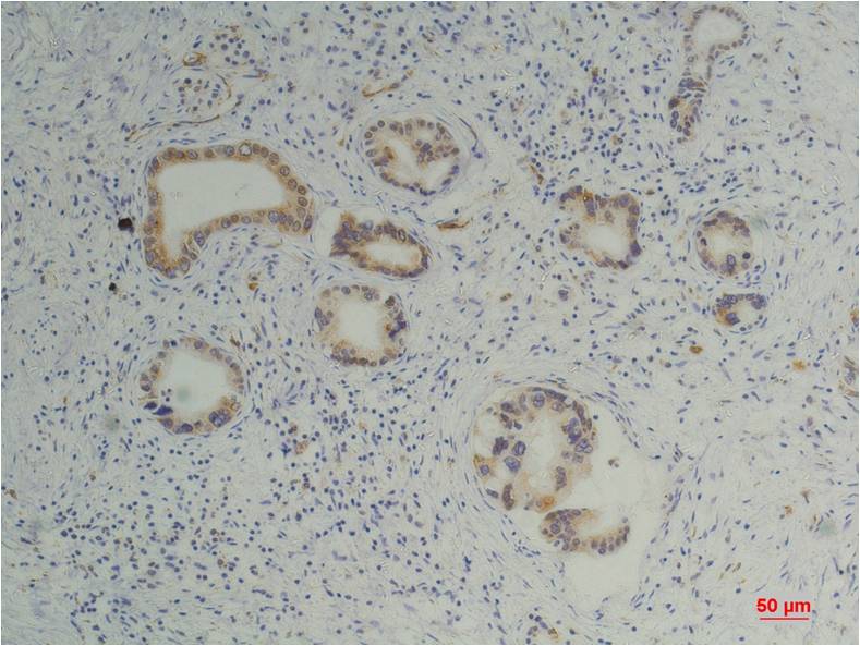 Anti-Cyclophilin B (5F10) Mouse Monoclonal Antibody