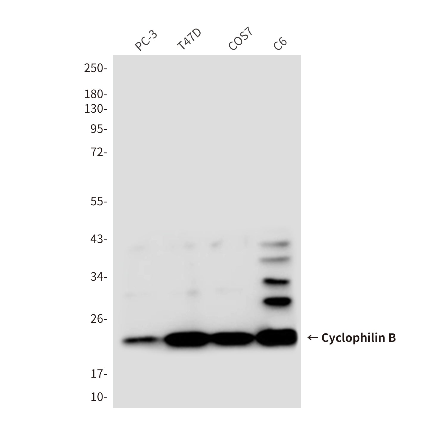 Anti-Cyclophilin B (5F10) Mouse Monoclonal Antibody