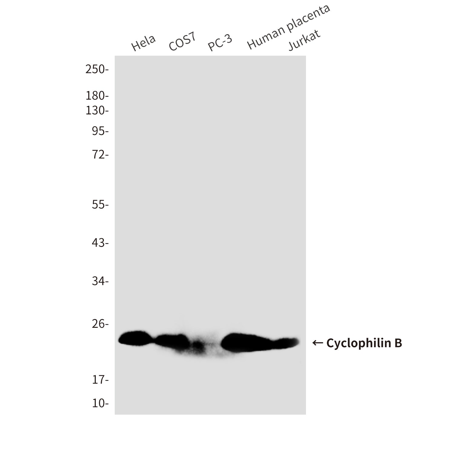 Anti-Cyclophilin B (5F10) Mouse Monoclonal Antibody